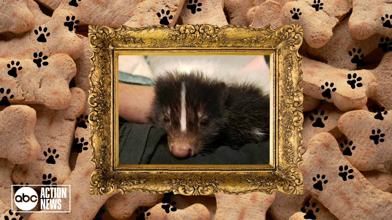 Rescues in Action: Ginger