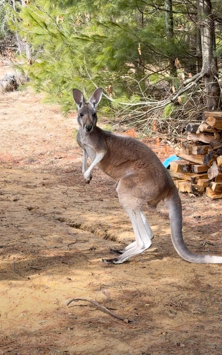 Petting Zoo Kangaroo