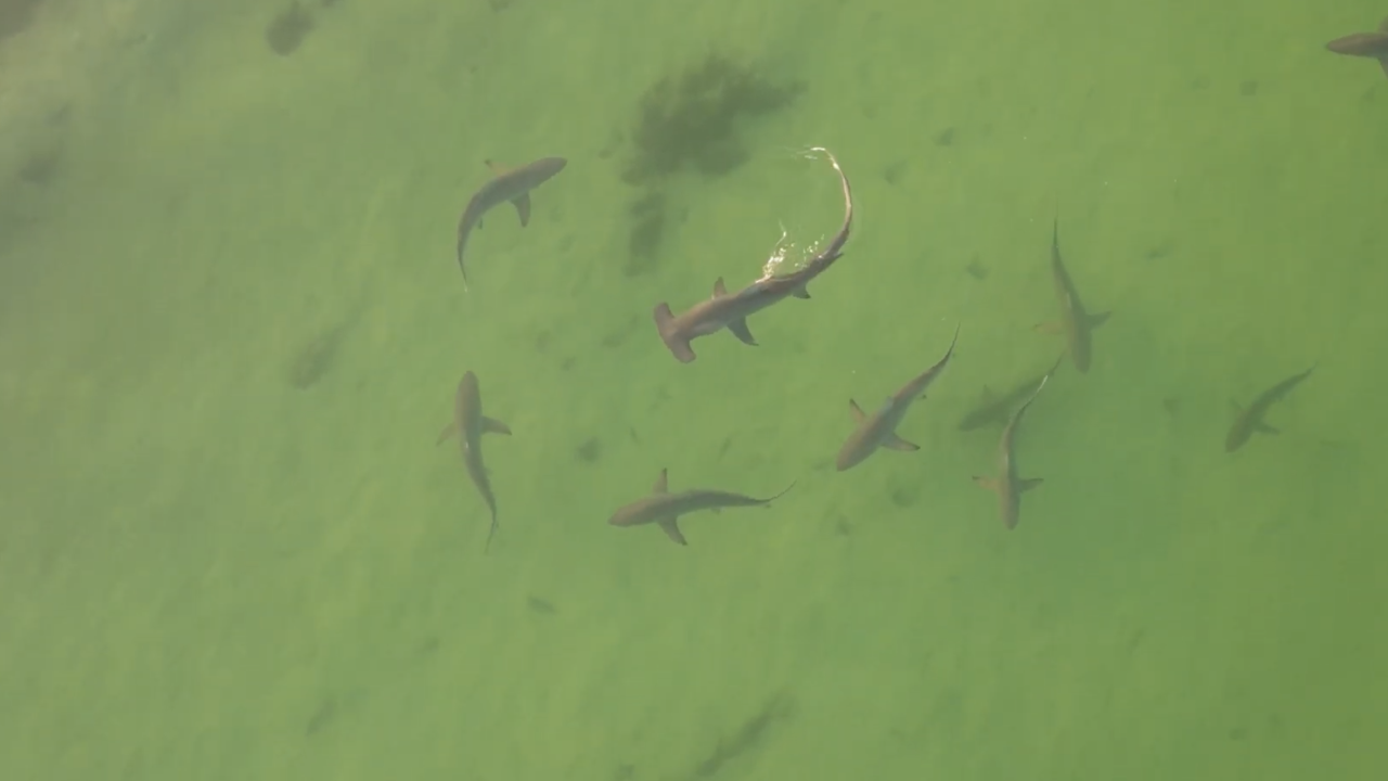 hammerhead shark.png