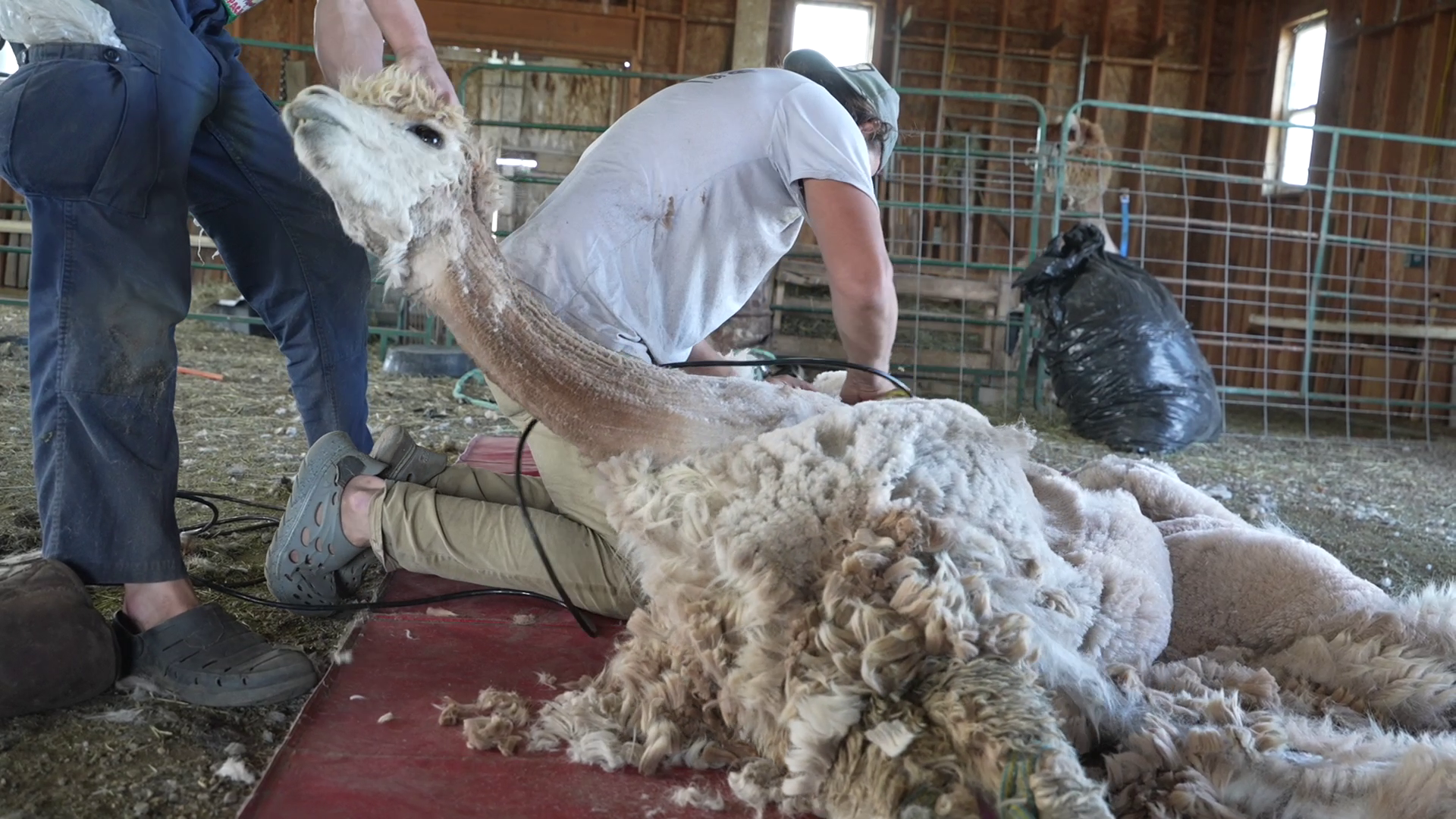 shearing alpacas