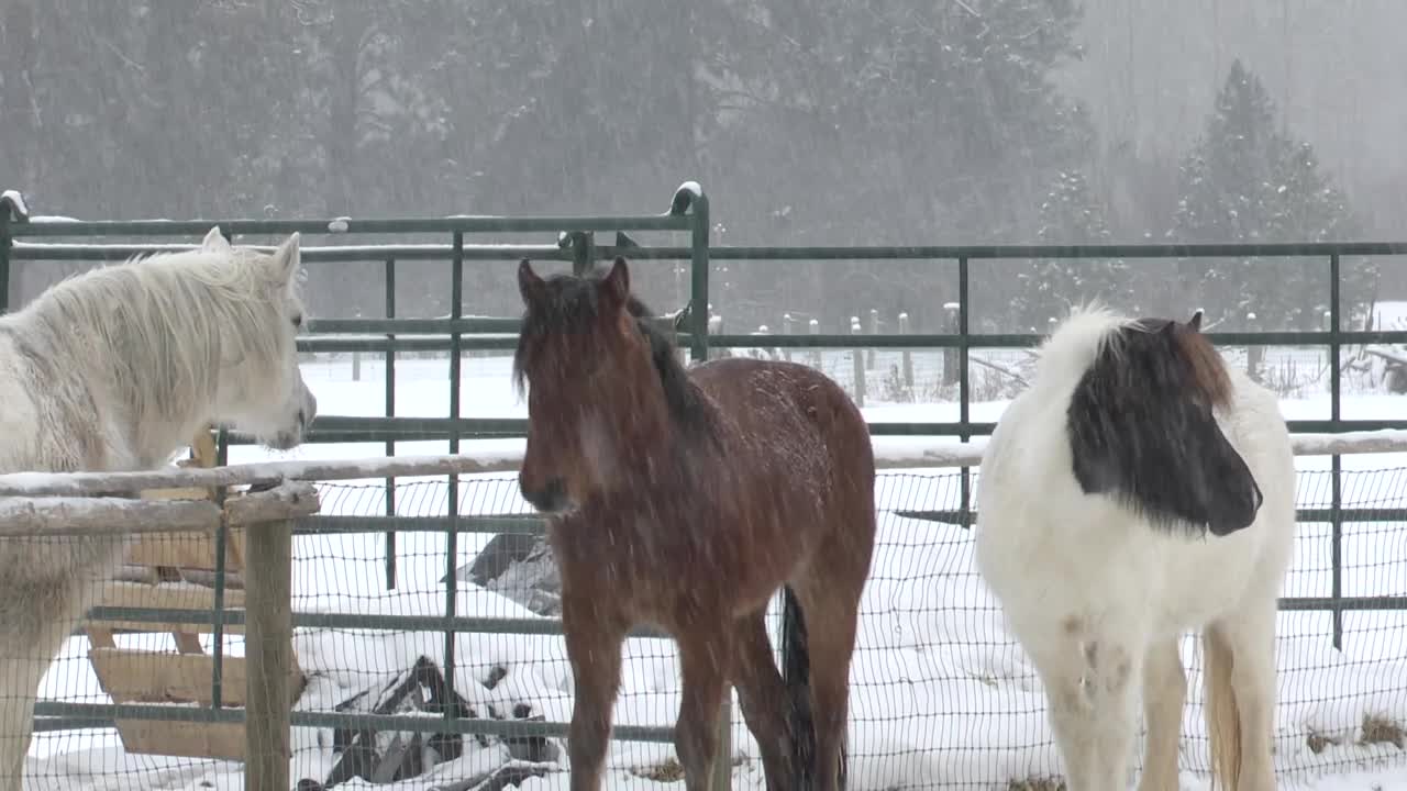 Horse Sanctuary