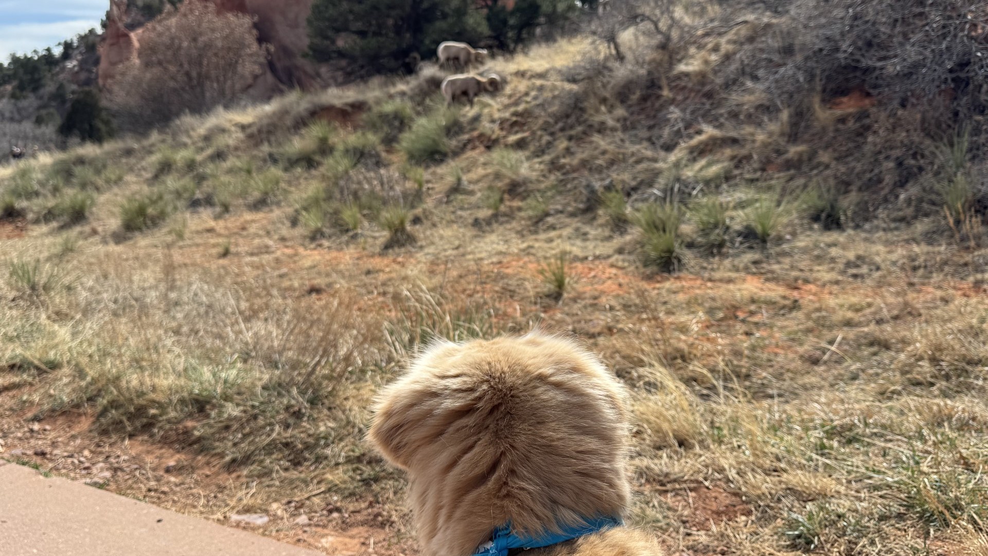 Golden Retriever and Bighorn Sheep