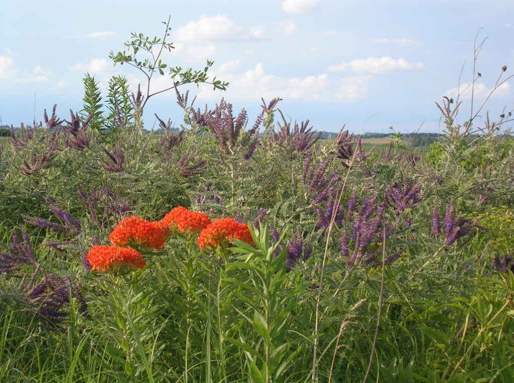 prairie