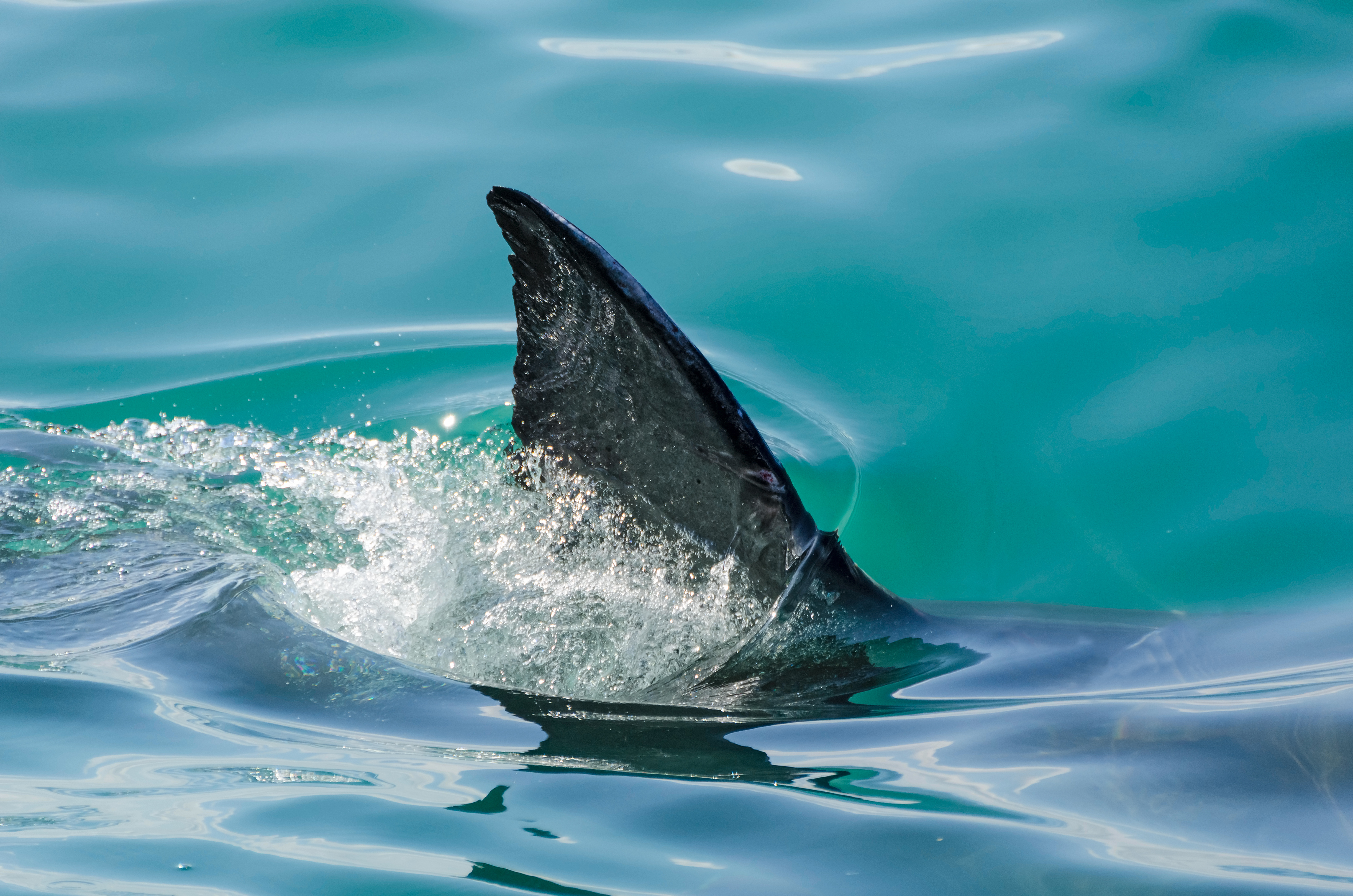 A shark fin