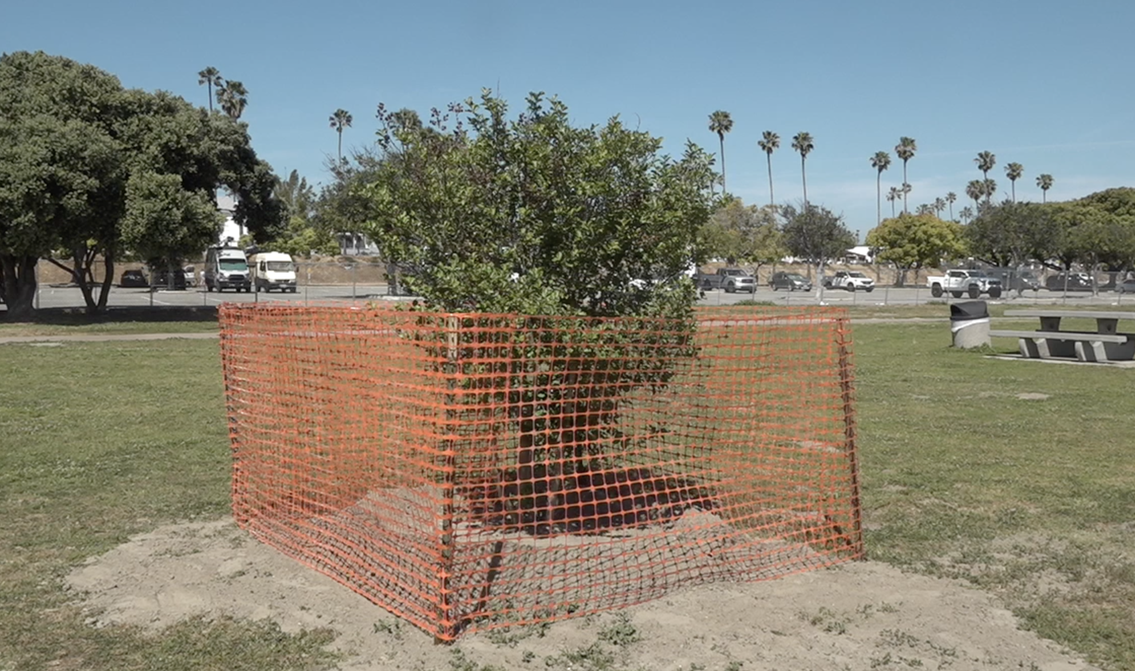 Vandalized memorial tree for murdered teen replanted at Crown Point after viewer donation