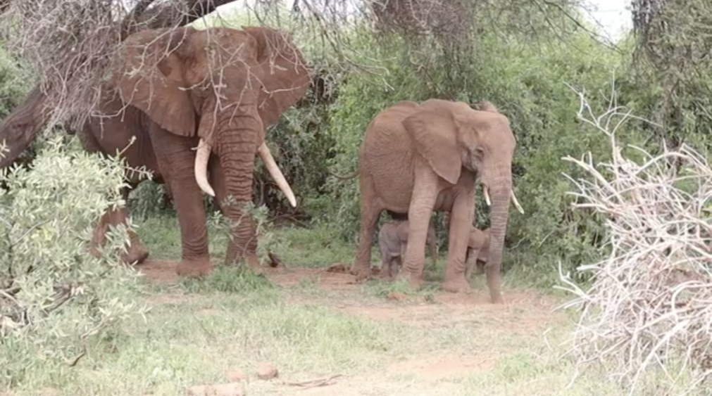 Twin Elephants