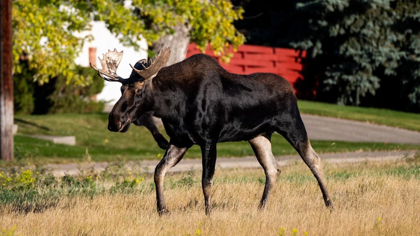 great falls moose 100424.jpg