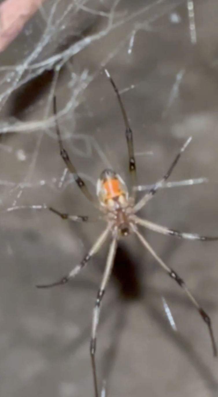 Brown widows invade Escondido home amid summer spider surge