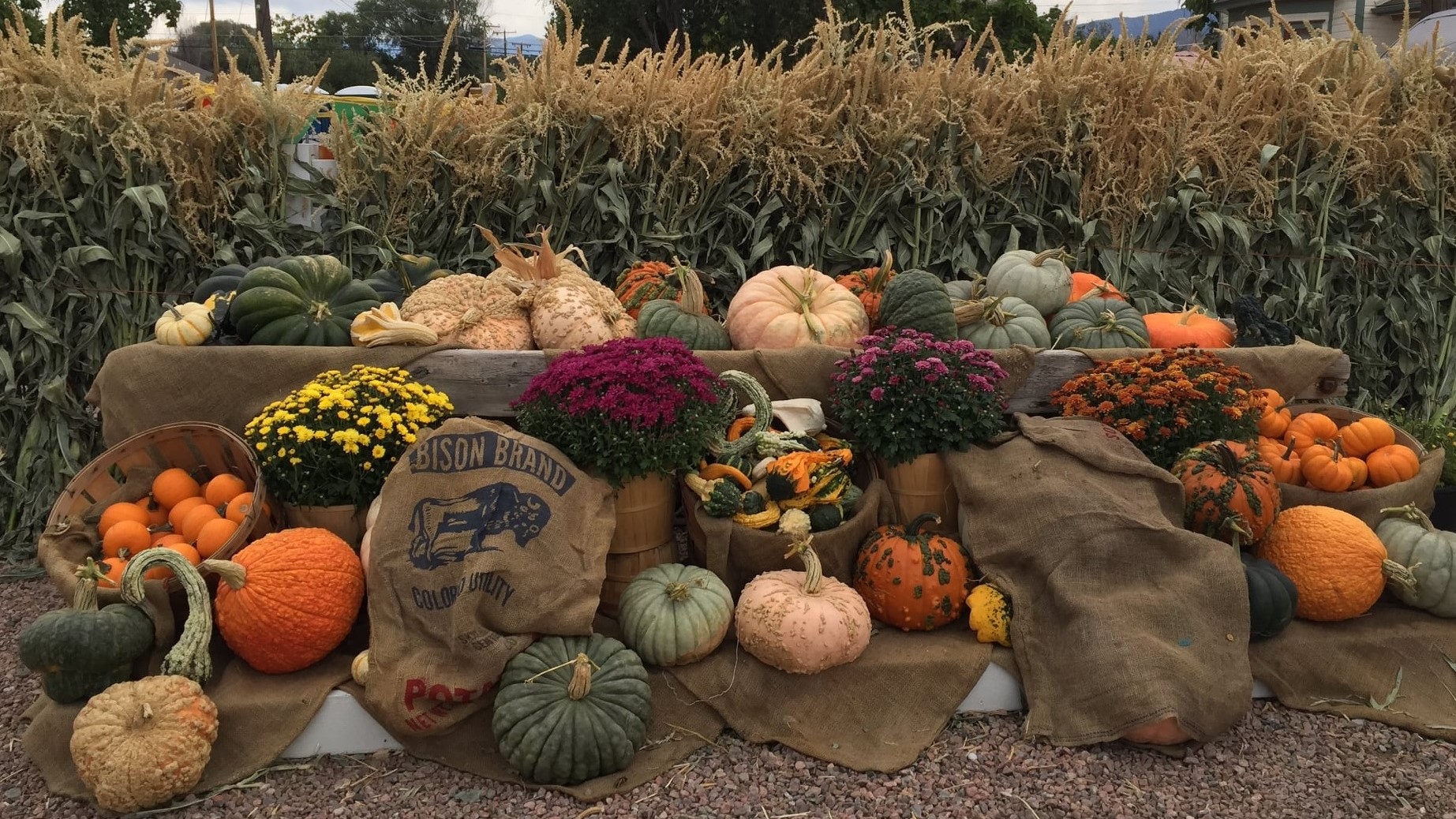 Carol Gebhart Diane's Pumpkin Patch Canon City