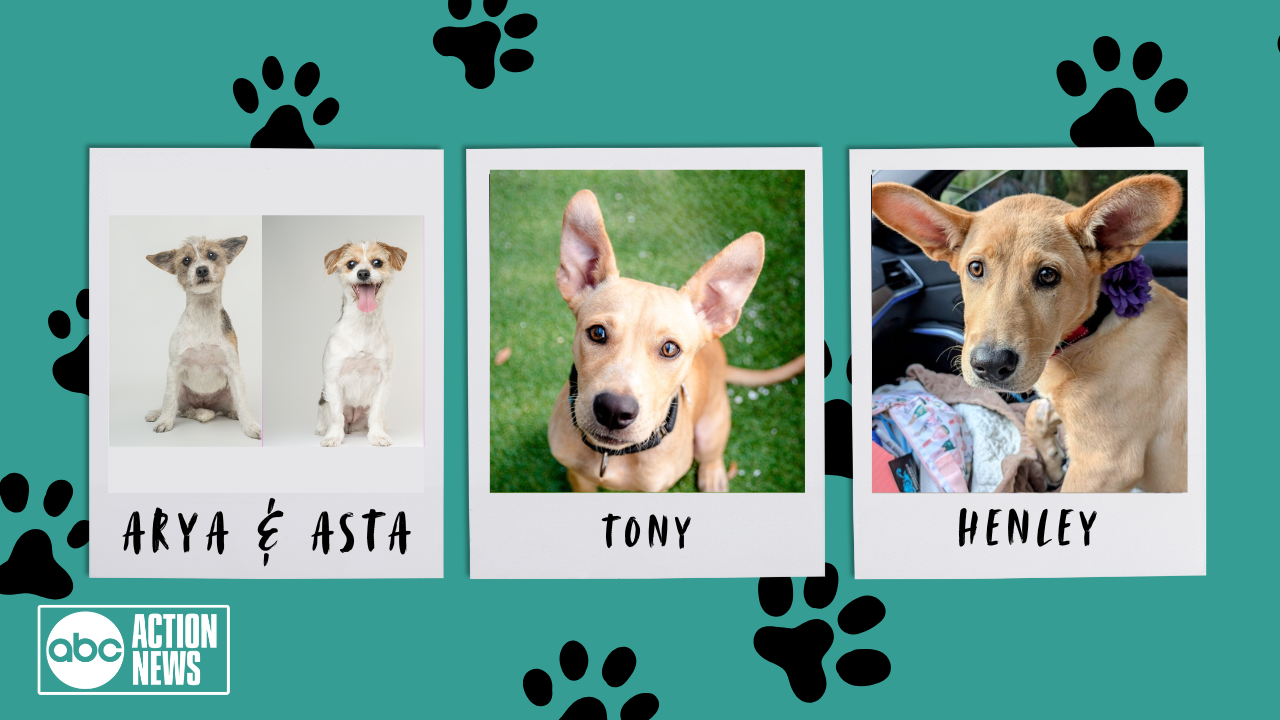 Rescues in Action Tips Why you should never shave a husky (7).png