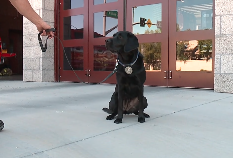 Gilbert Arson Dog.png