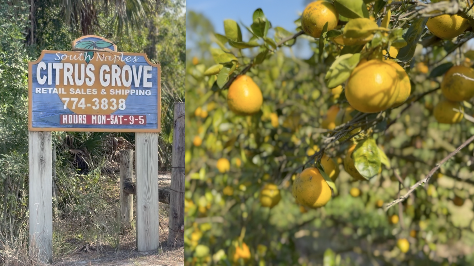 South Naples citrus grove