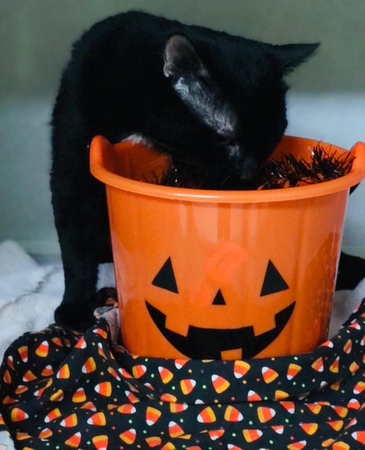 Halloween weekend activities for all to enjoy around the area