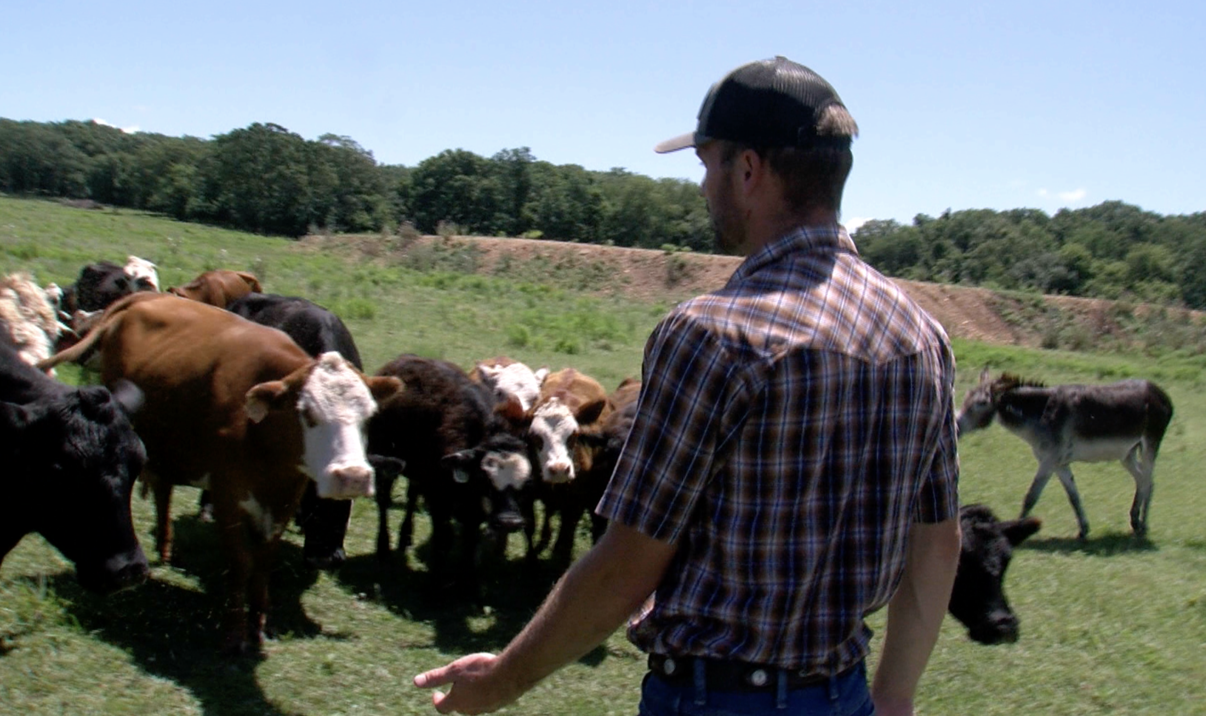 Stolen heifers