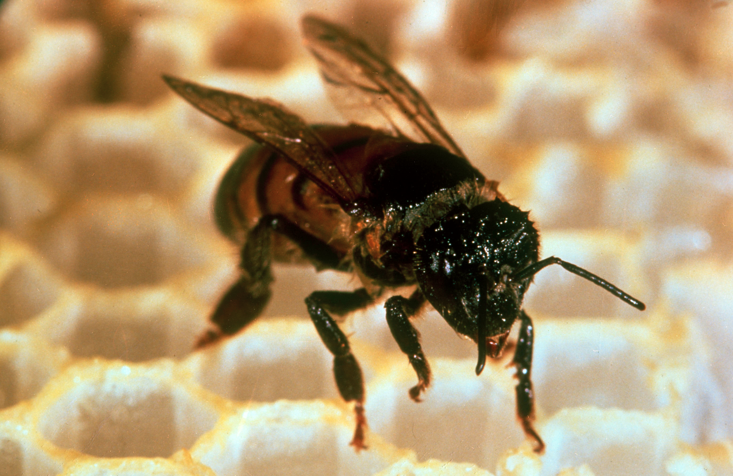 Africanized honeybee or killer bee
