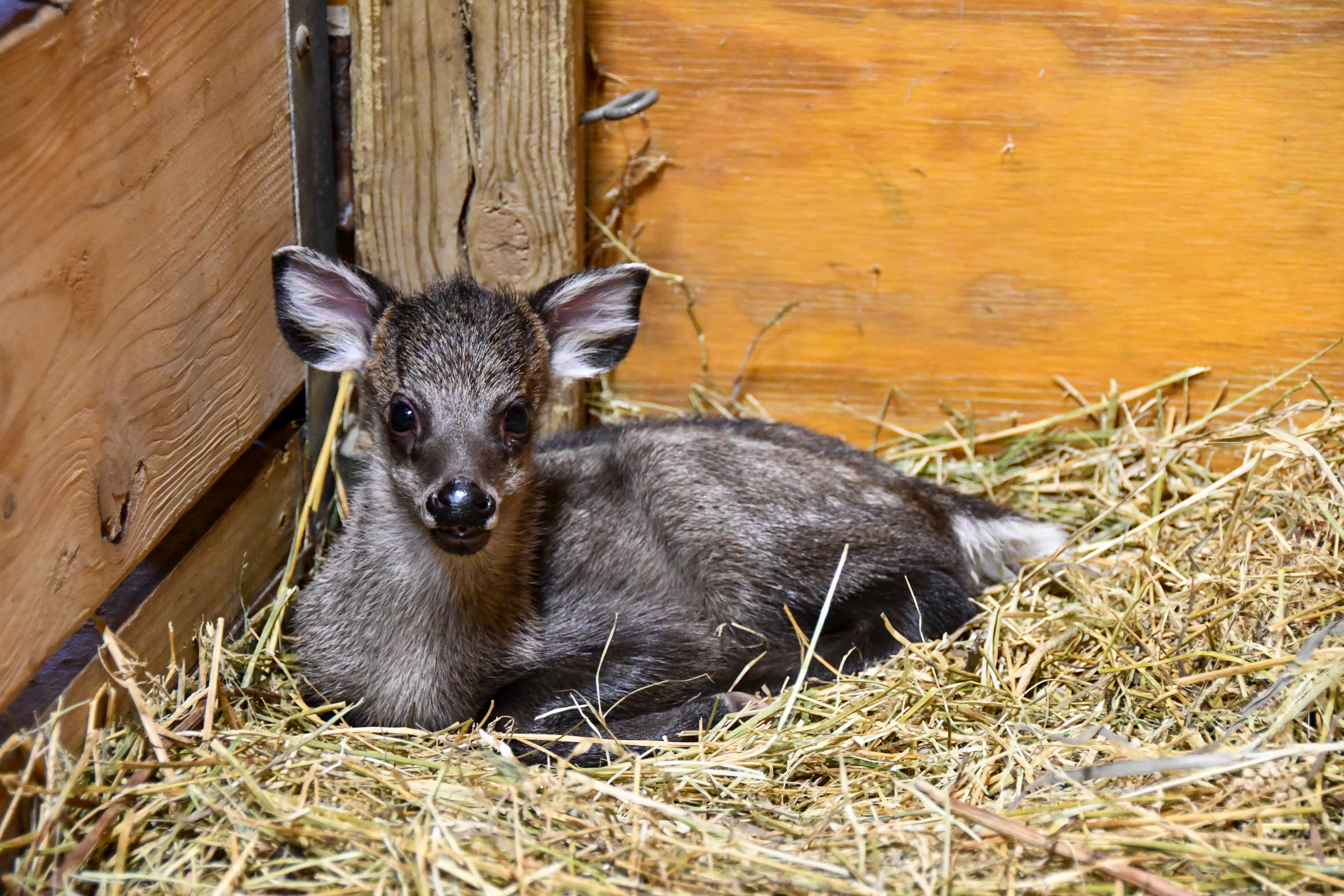 Tufted deer fawn - Apr 13.jpg