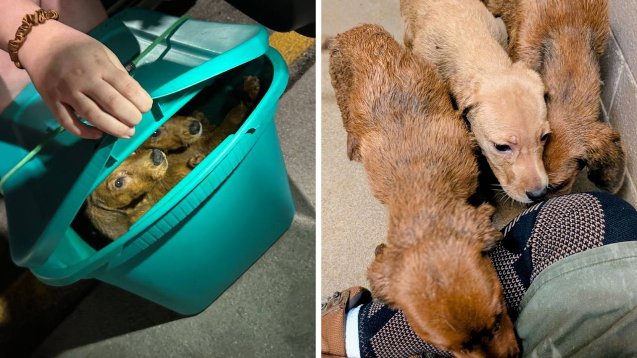 Animal Control asks for tips after puppies found in 'deplorable' condition