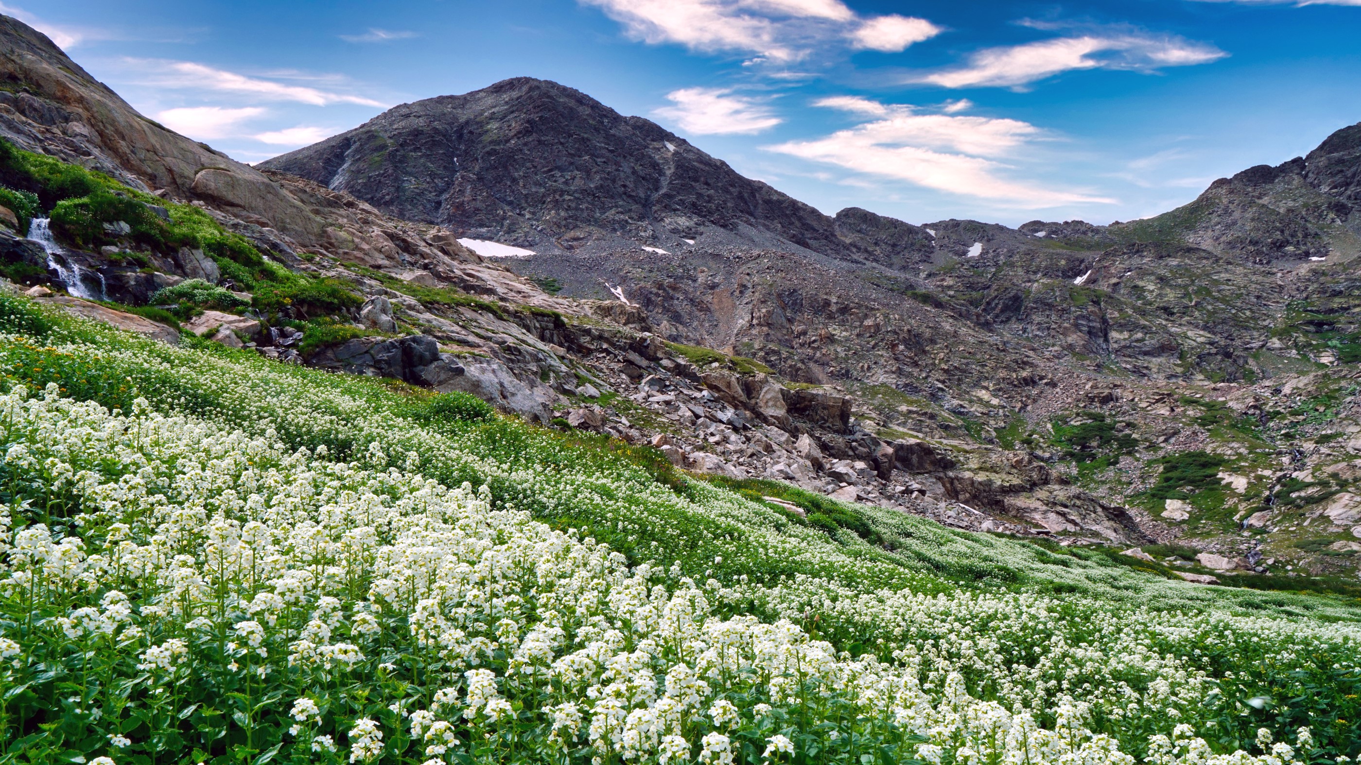 Gina Pottenger Wheeler Lake Wildflowers 