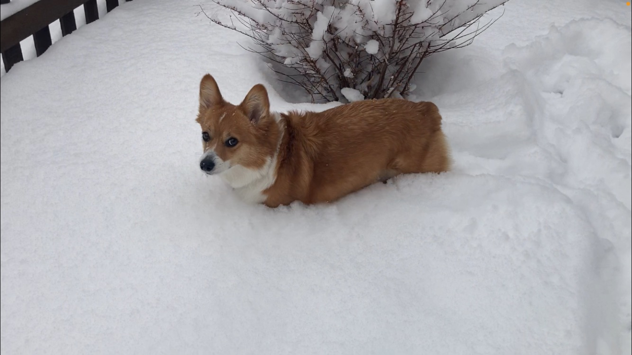 Corgi in deep Colorado snow