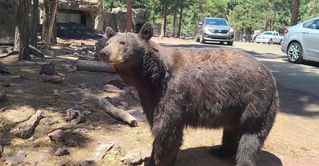 Bearizona - Instagram - Used with permission