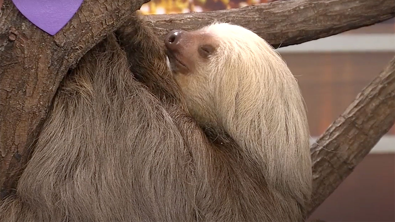 Wilbur the two-toed sloth visited WPTV in 2020.