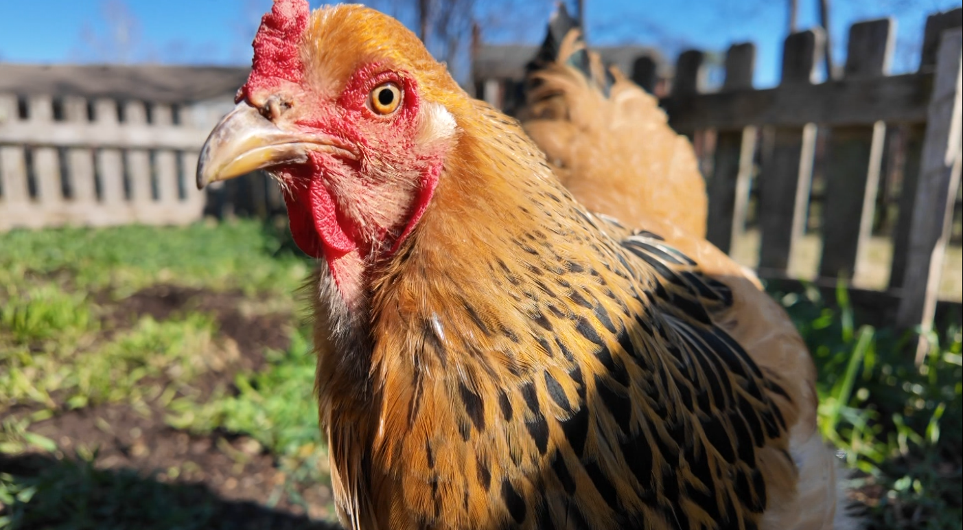 chicken close up.png