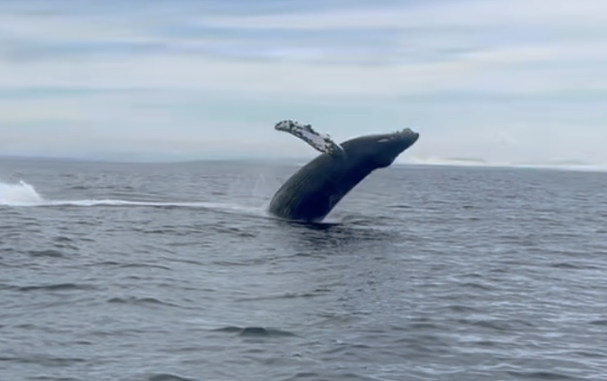 Whale watching company back in business after Navy clears jet from Bay