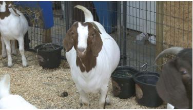 goat.JPG