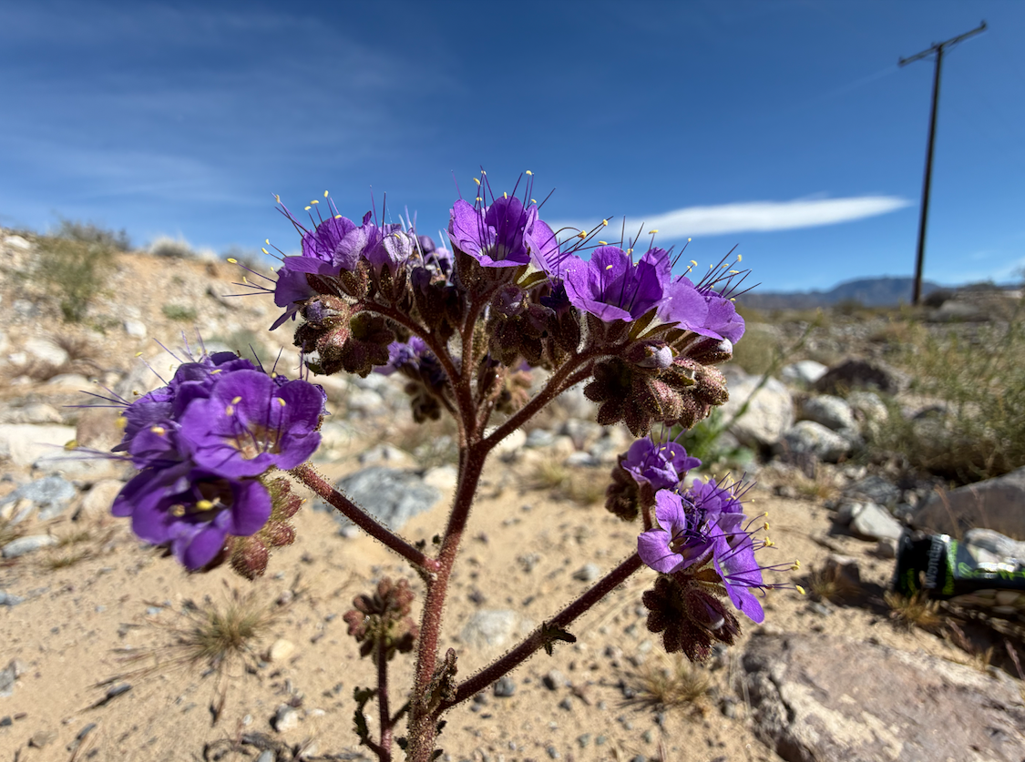 Mojave Natl. Preserve flowers 5