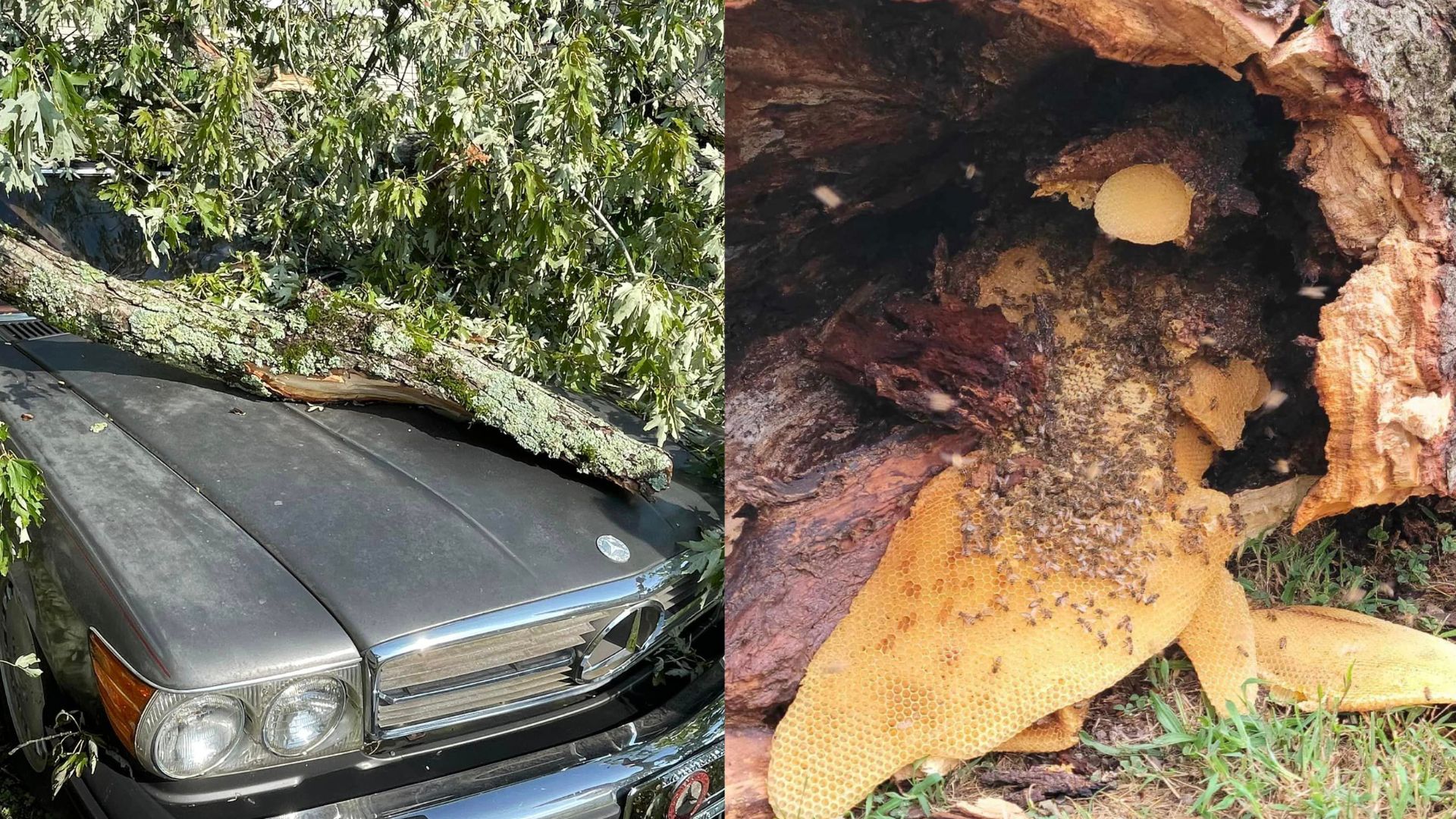 bee in tree