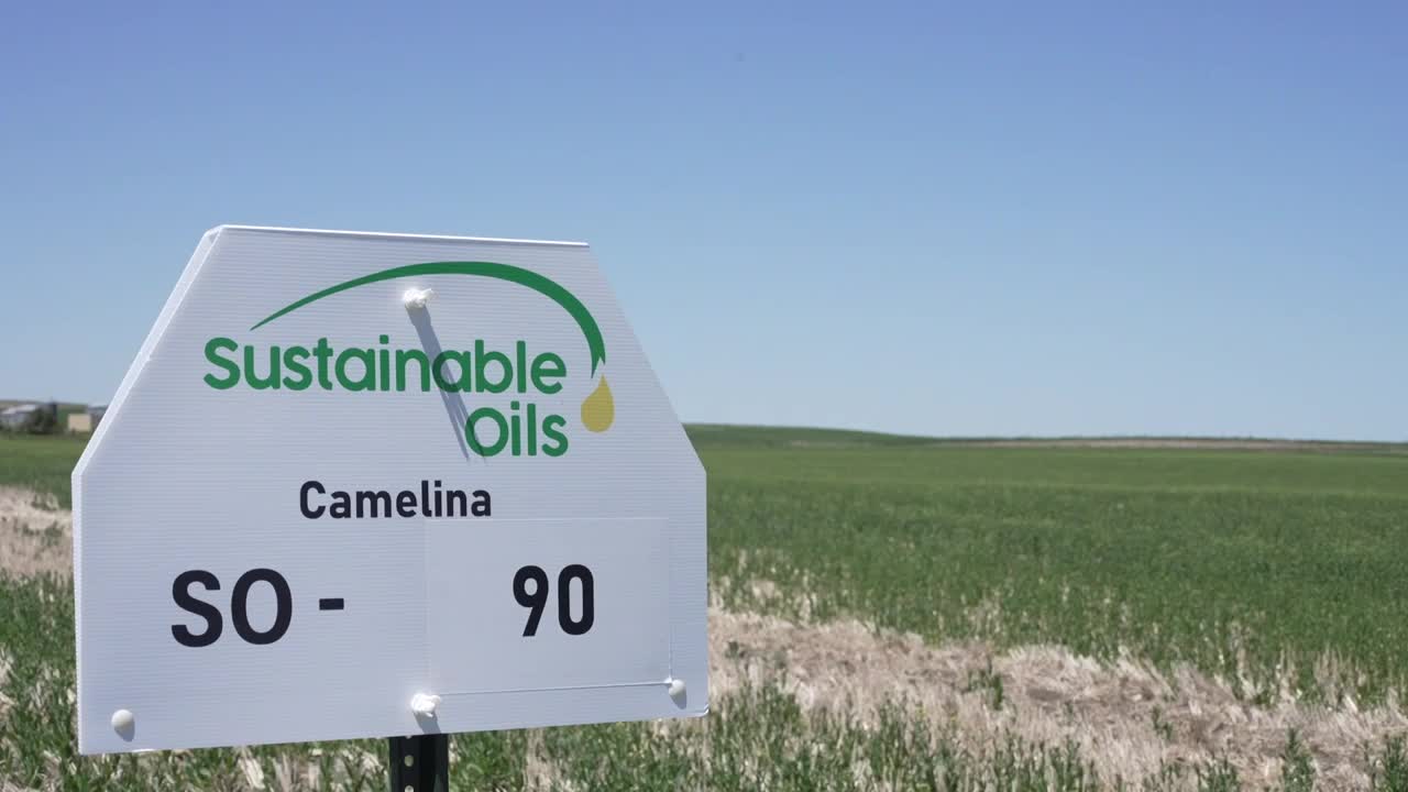 Camelina