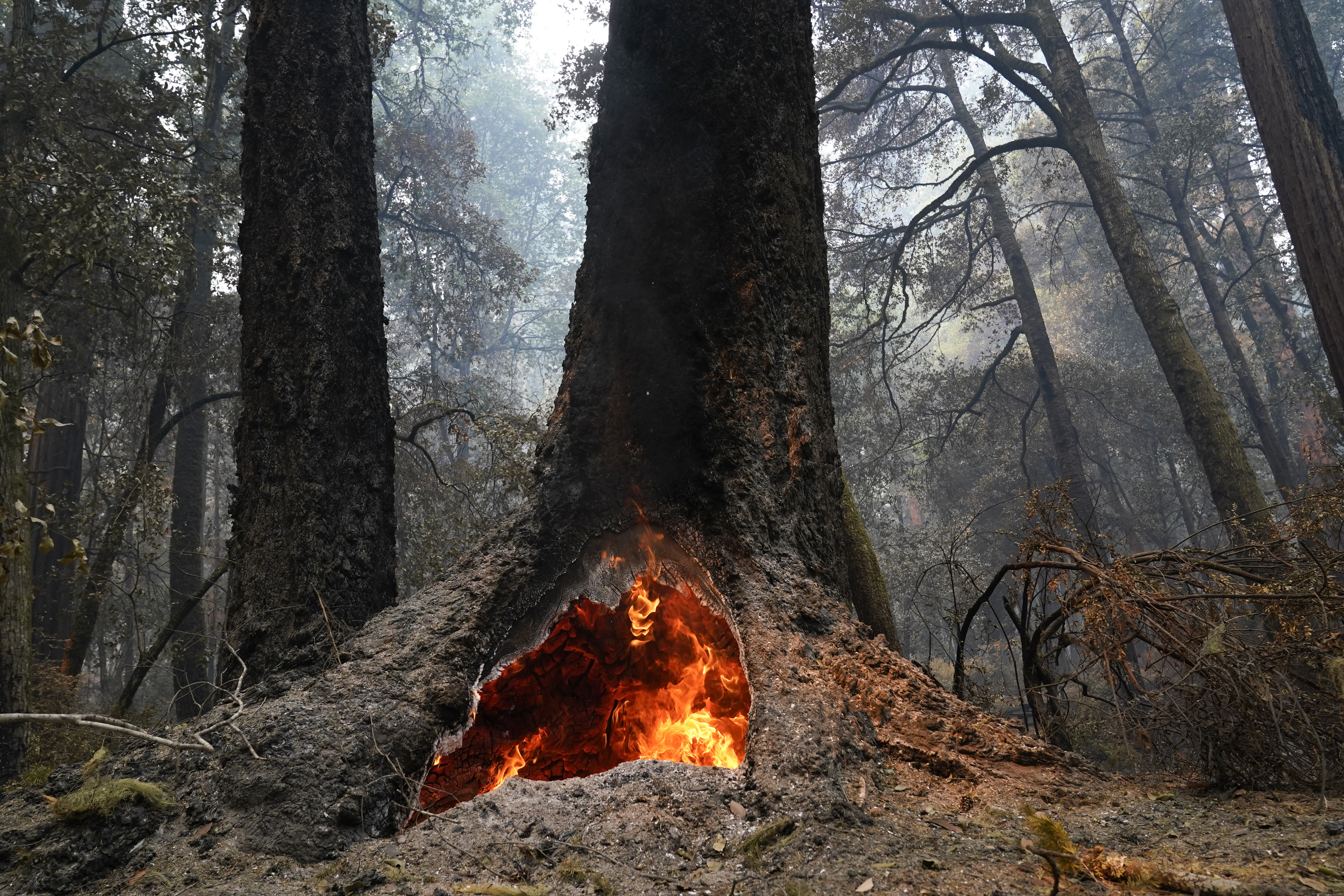 Redwoods survive wildfire at California's oldest state park