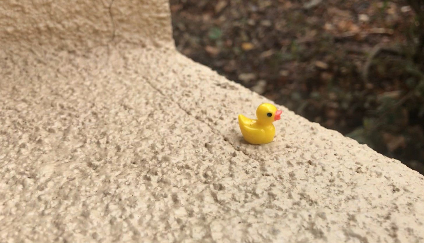 rubber duck.jpg