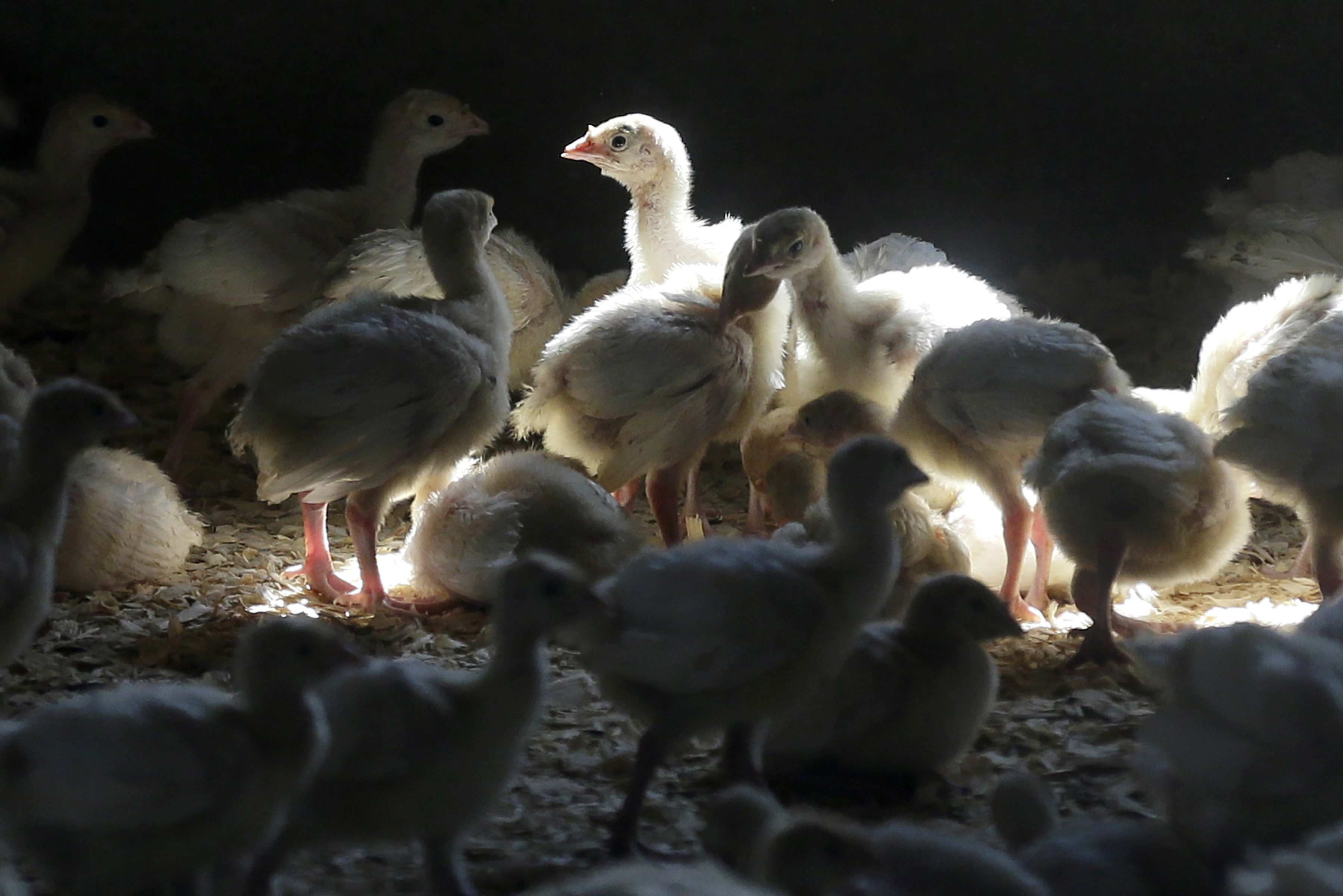 Iowa Bird Flu