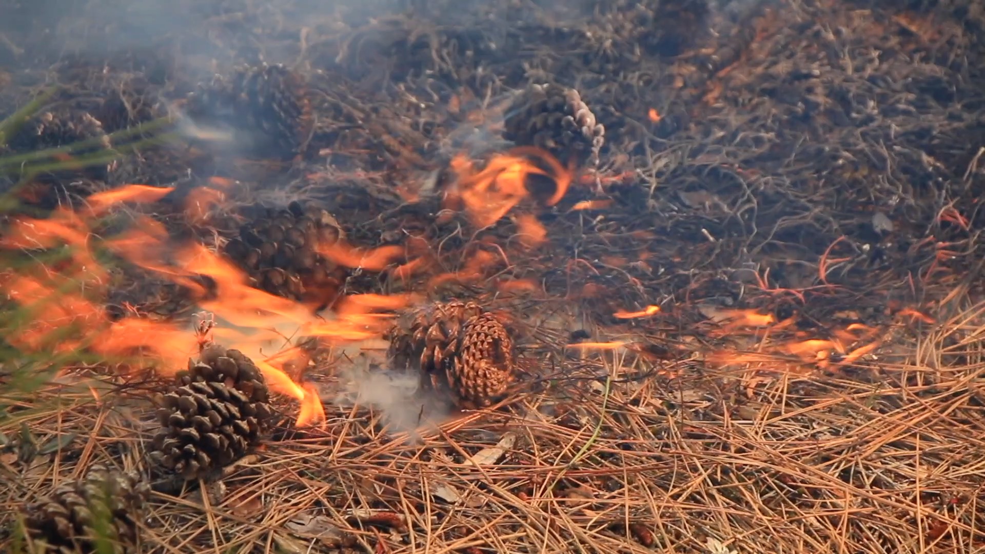 ForestFloorburn.jpg