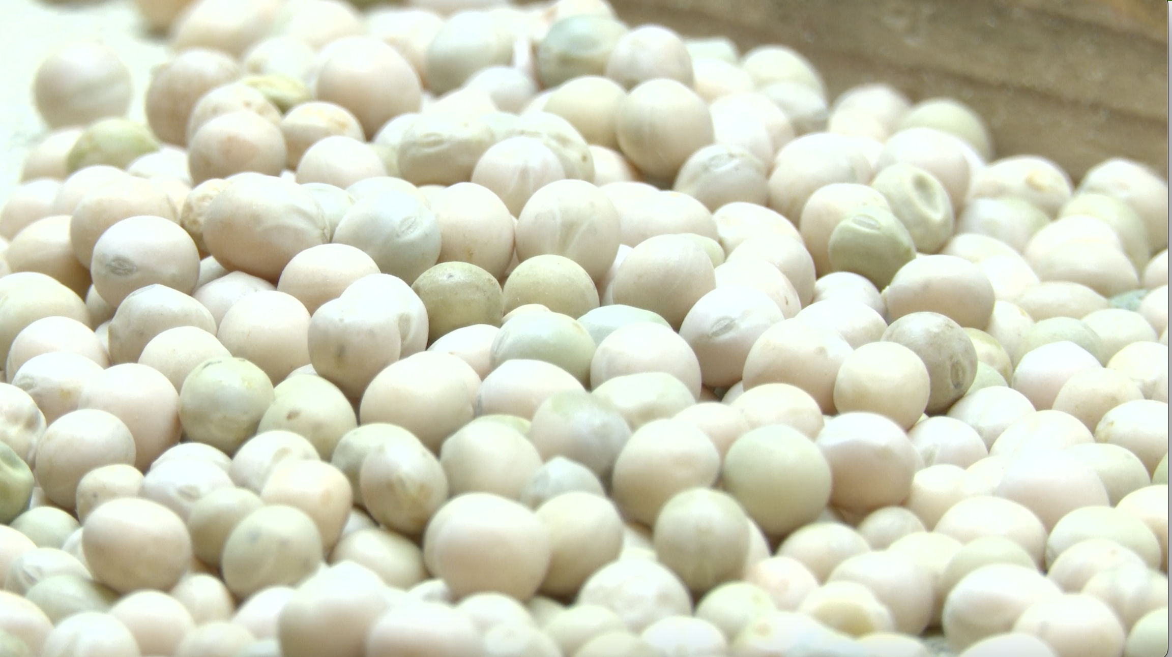 Chickpeas MT Grain Lab