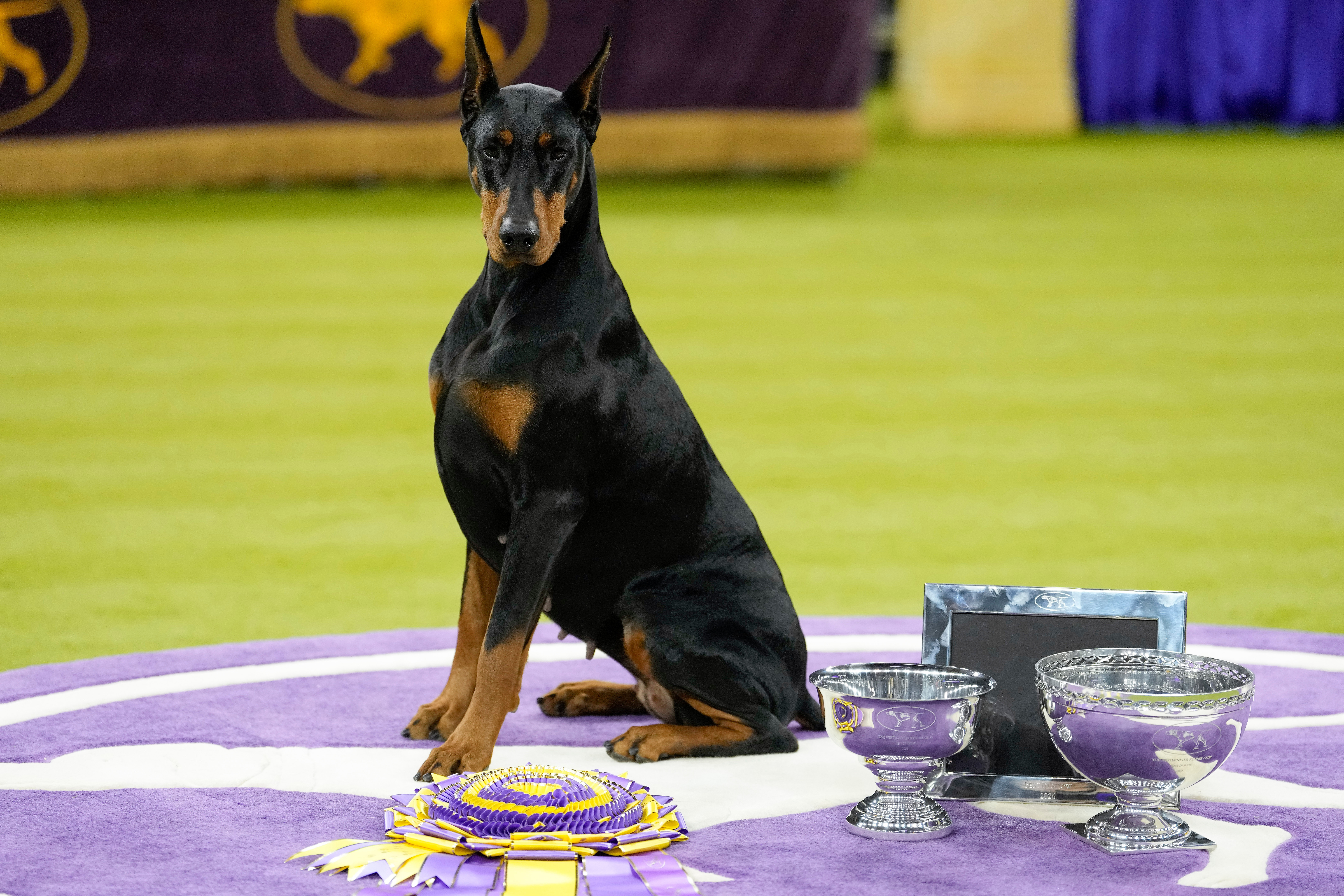 Penny, a doberman pinscher, poses for photos after winning Best in Show of the 150th Westminster Kennel Club Dog Show, Tuesday, Feb. 3, 2026, in New York. 
