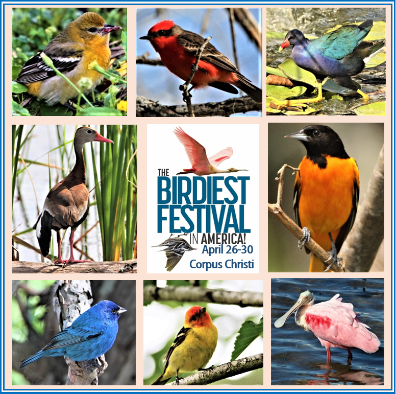 Birders fly into town for the Birdiest Festival in America - Vimarsana News