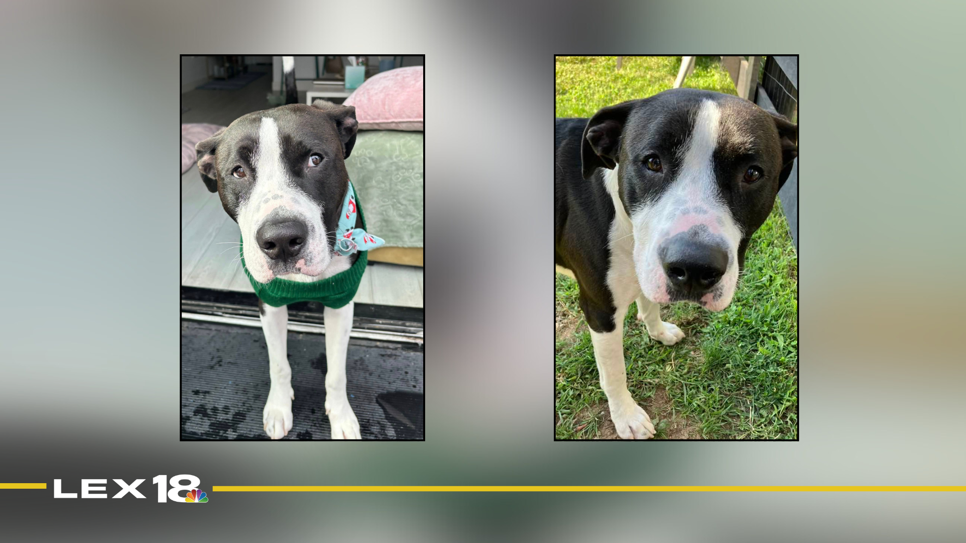 mugshot template  - 2025-12-09T112538.379.png