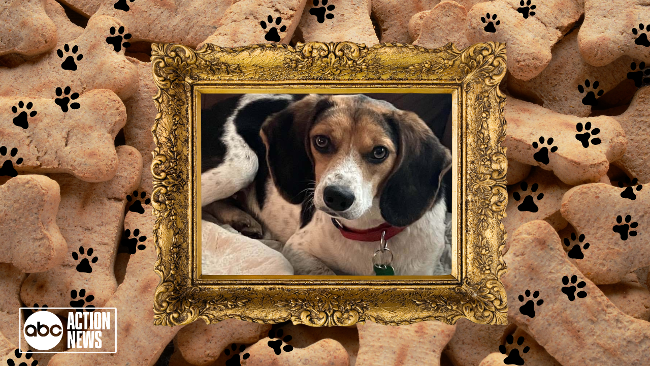 Rescues in Action: Rascal