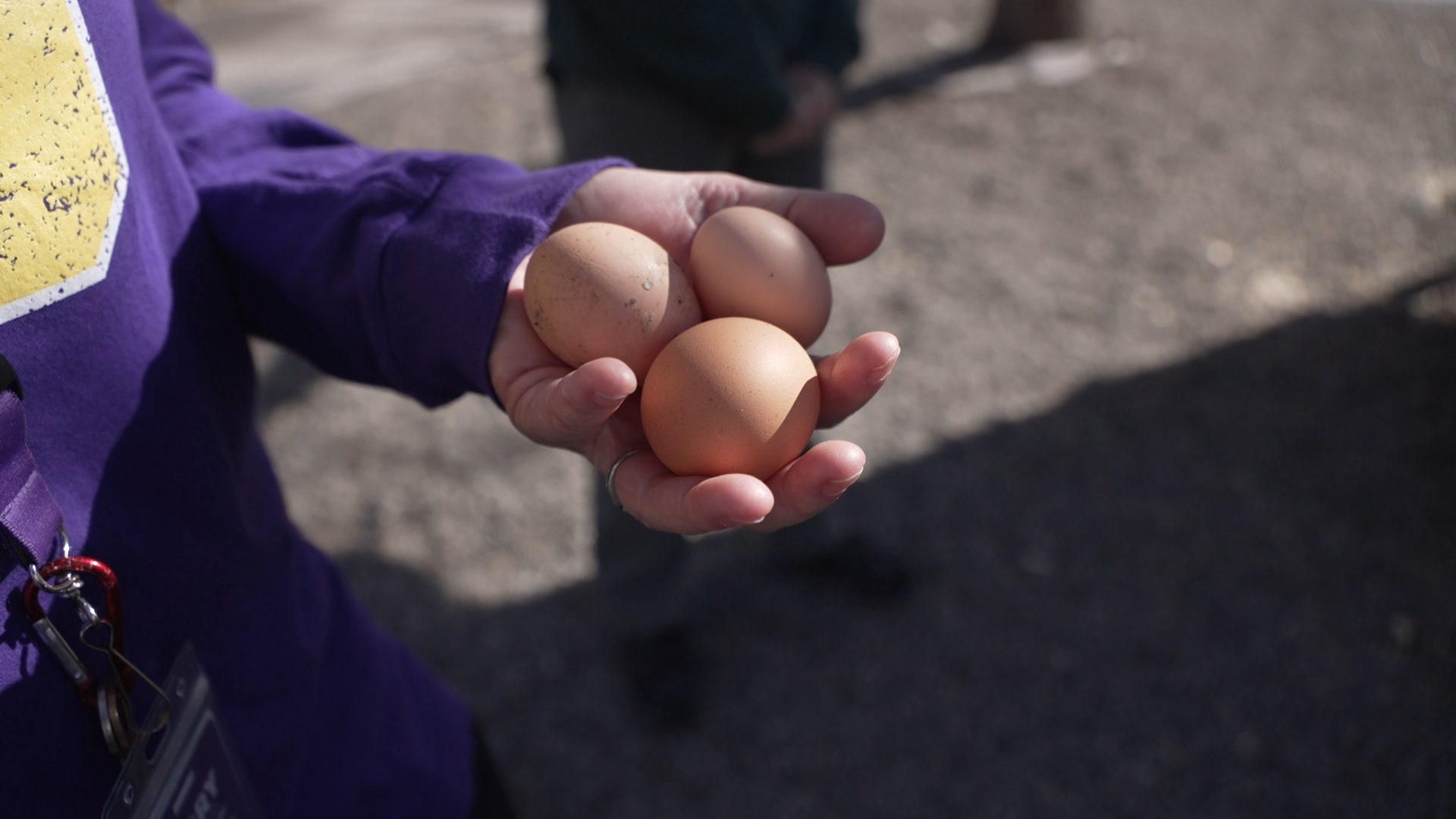 DPS-WELLNESS-PROGRAM PKG eggs