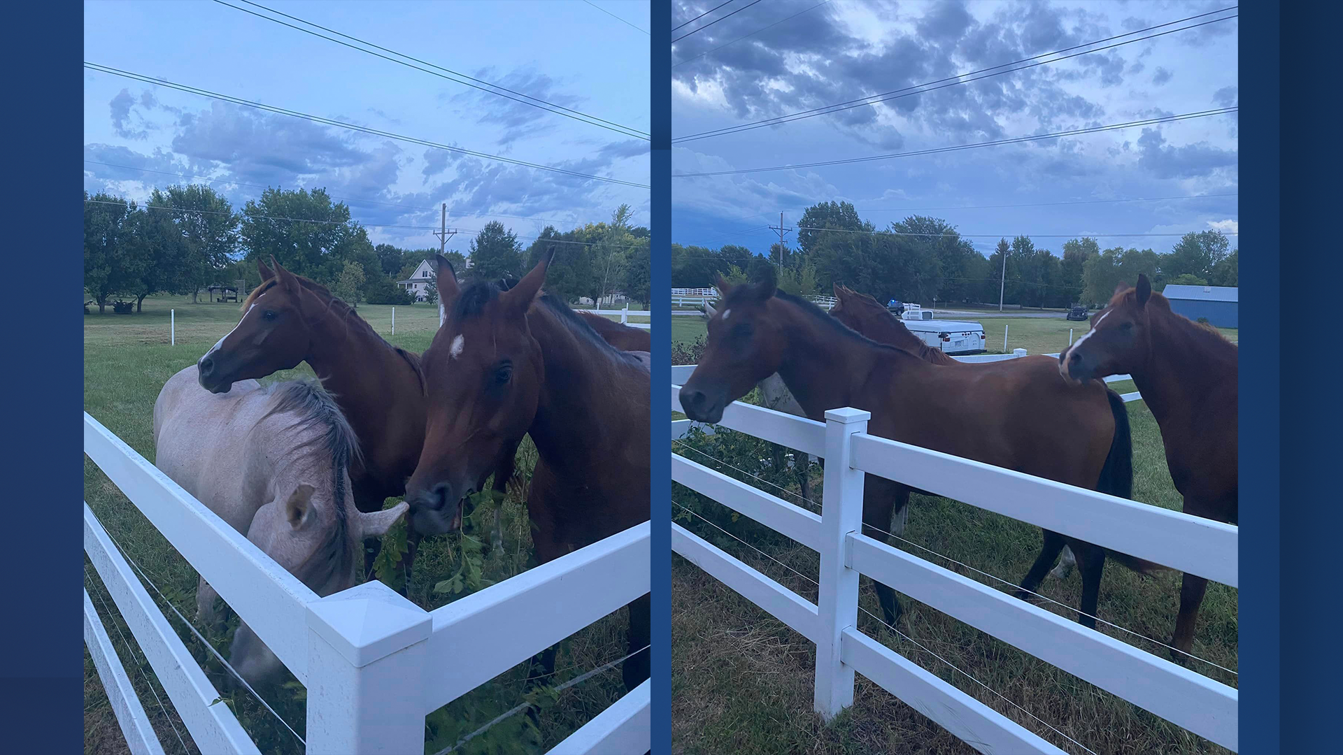 Johnson County Sheriff Horses