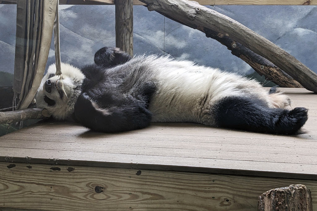 One of four panda bears at Zoo Atlanta rests in their habitat on Dec. 30, 2023, in Atlanta. 