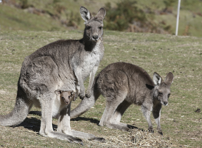 Australia Wildlife