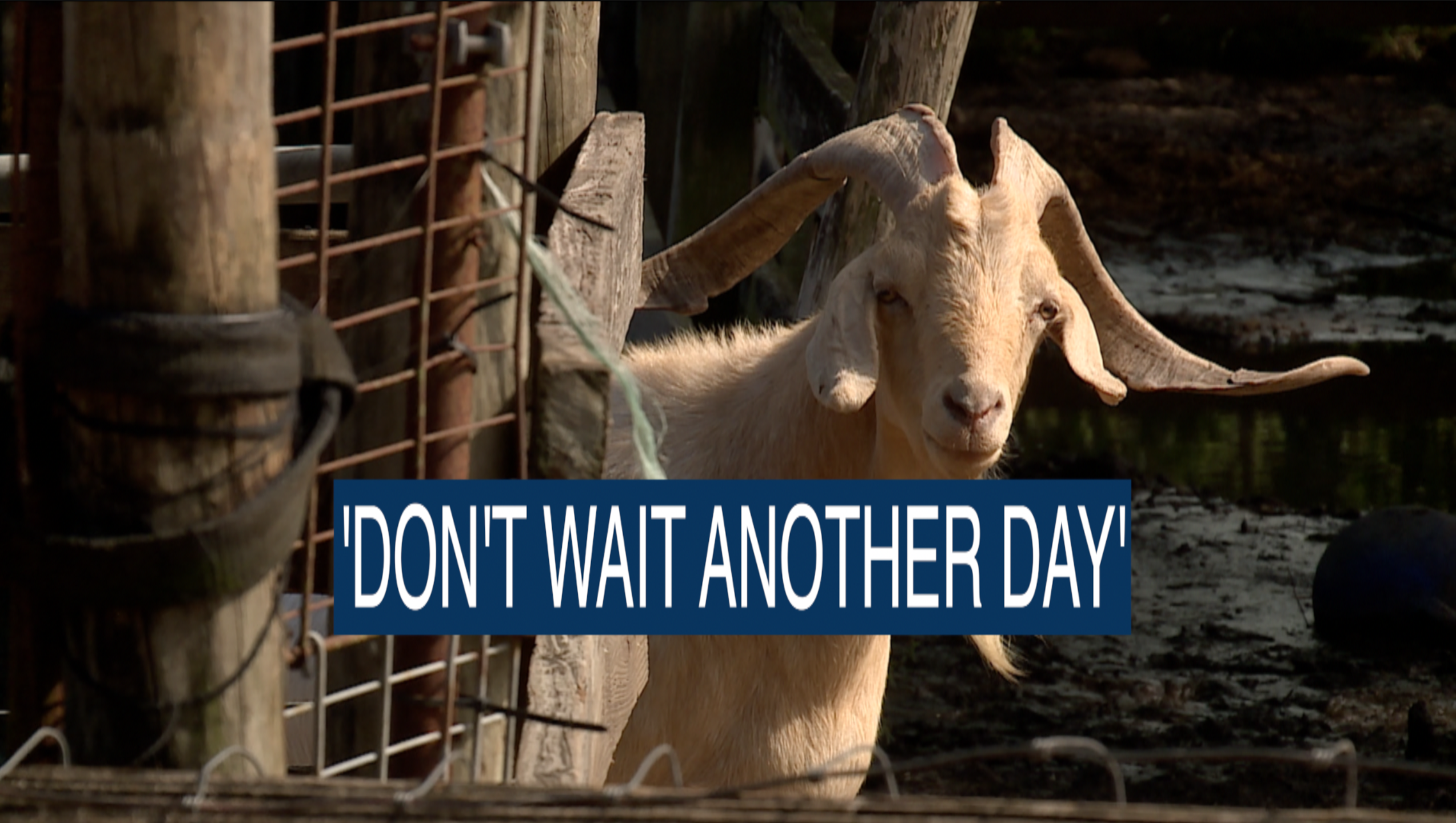 Hurricane prep for pets and livestock: What animal owners need to know now