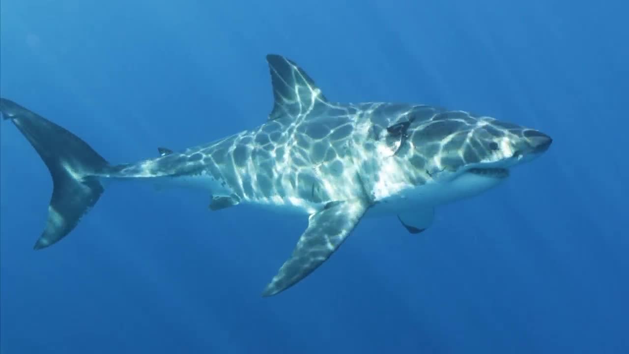 Great White Shark