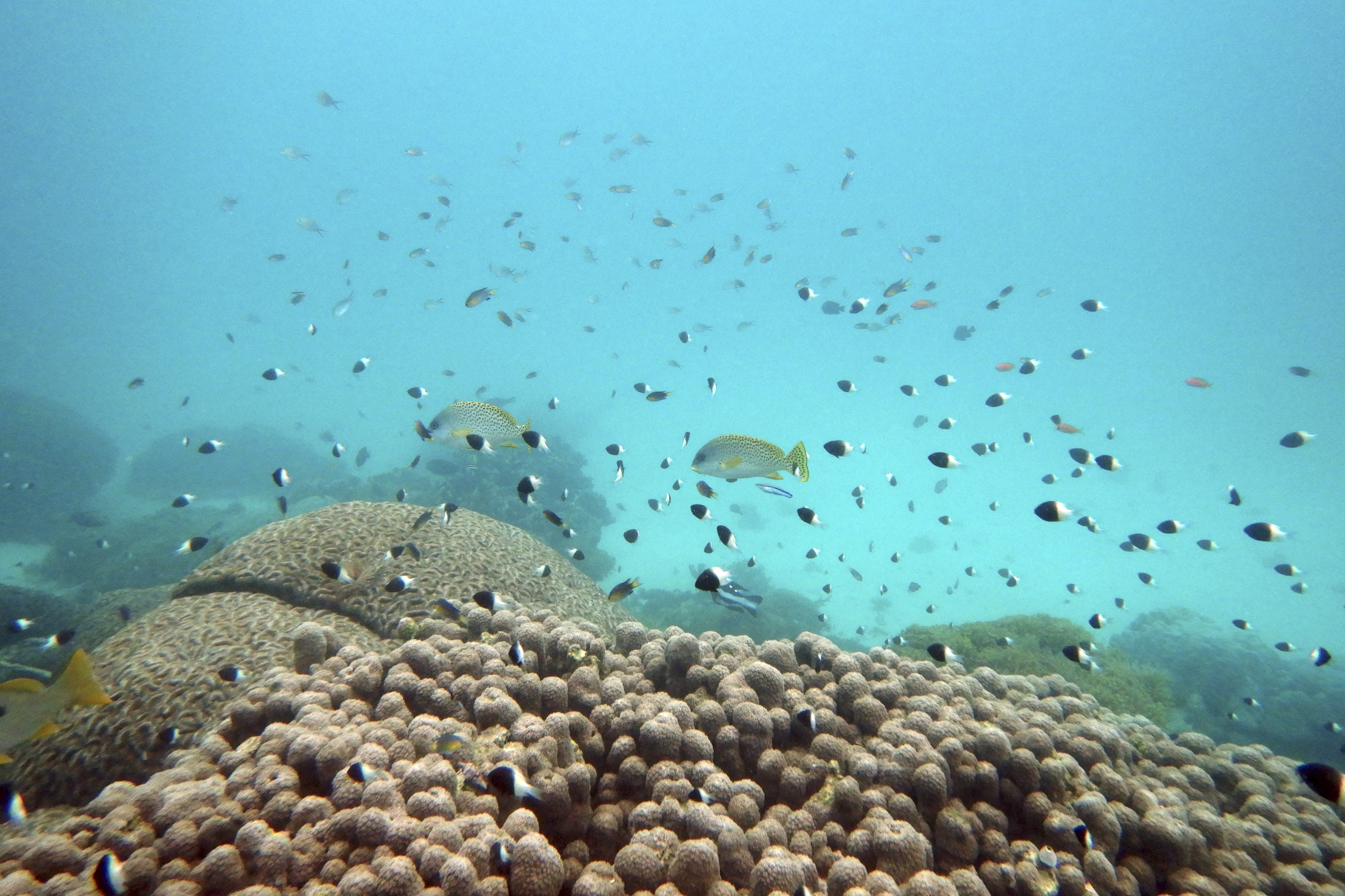 UN High Seas Biodiversity Treaty