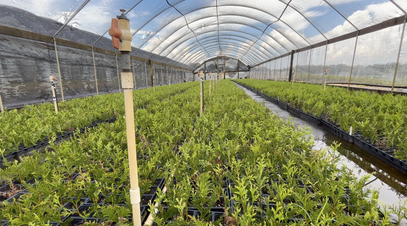 QUINCY NURSERY 