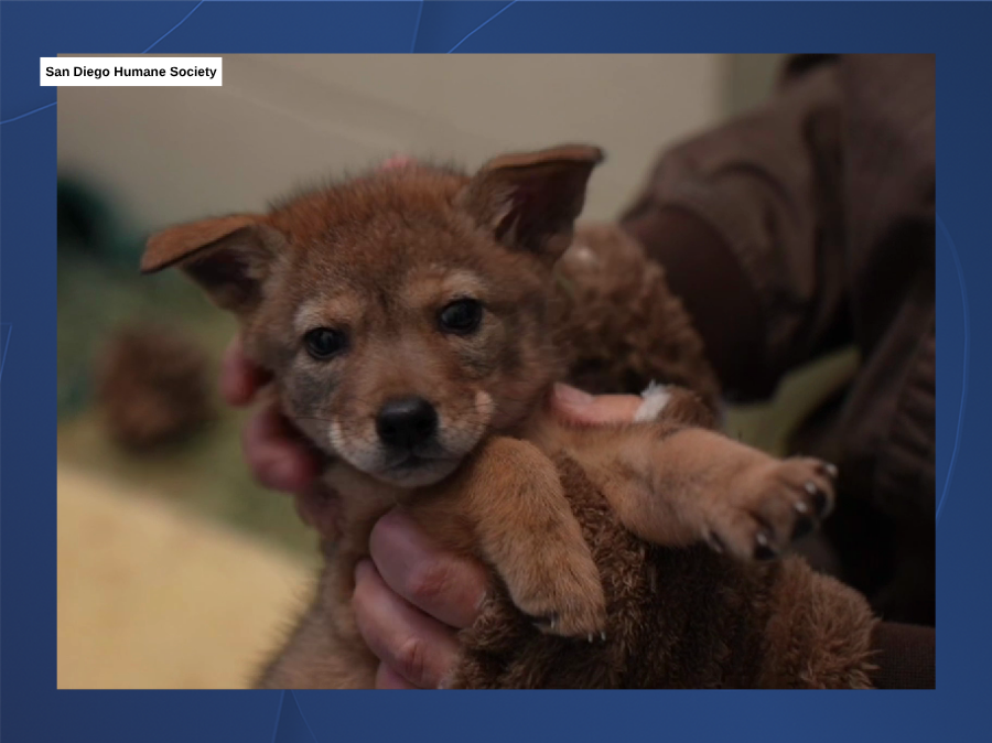 val_coyote_sd_humane_society_043026.png
