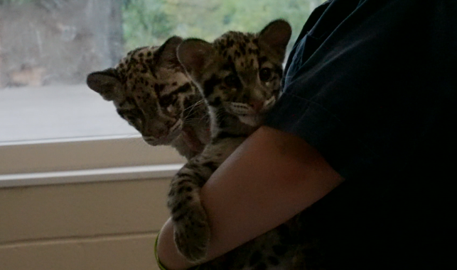 clouded leopard cubs